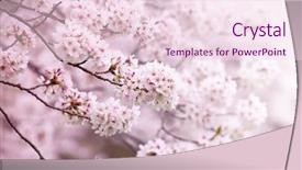  Presentation with japanese flowers - PPT theme having cherry blossom in full bloom background and a pink colored foreground