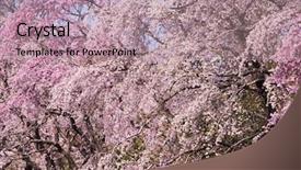  Presentation with bloom - Amazing slide set having cherry blossom in full bloom focus is on the center flowers backdrop and a coral colored foreground