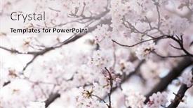  Presentation with bloom - Presentation theme with cherry-blossom-in-spring-full background and a lemonade colored foreground