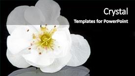  Presentation with cherry blossom - Presentation consisting of cherry blossom in spring time background and a black colored foreground