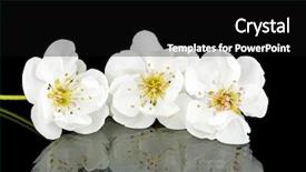  Presentation with cherry blossom - Beautiful PPT theme featuring cherry blossom in spring time backdrop and a black colored foreground