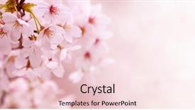  Presentation with cherry blossom - Colorful PPT theme enhanced with cherry blossom in spring backdrop and a lemonade colored foreground