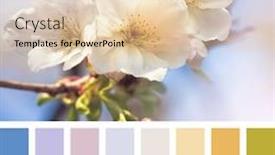  Presentation with cherry blossom - Theme enhanced with cherry-blossom-in-springtime background and a lemonade colored foreground