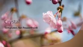  Presentation with cherry blossom - PPT layouts having cherry-blossom-in-the-garden background and a coral colored foreground