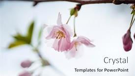  Presentation with cherry blossom - Presentation theme with cherry-blossom-in-the-garden background and a sky blue colored foreground