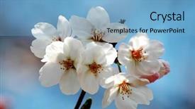  Presentation with cherry blossom - Presentation theme enhanced with cherry-blossom-in-tokyo background and a light blue colored foreground