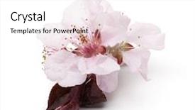  Presentation with japanese flowers - Slide deck with cherry blossom japanese - branch of cherries flowers background and a white colored foreground