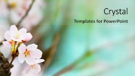  Presentation with cherry blossom - PPT theme enhanced with cherry blossom looming near background and a mint green colored foreground