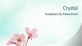  Presentation with japanese cherry blossom - Cool new presentation theme with cherry blossom or cherry flower backdrop and a cool aqua colored foreground