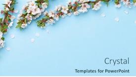  Presentation with cherry blossom - Presentation theme consisting of cherry-blossom-over-blue-background background and a sky blue colored foreground
