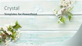  Presentation with cherry blossom - PPT theme with cherry-blossom-over-blue-wooden background and a sky blue colored foreground