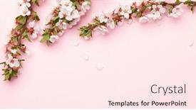  Presentation with sakura - Slide set with cherry-blossom-over-pink-background background and a pink colored foreground