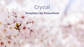  Presentation with cherry blossom - Audience pleasing PPT layouts consisting of cherry-blossom-petals-in-spring backdrop and a sky blue colored foreground