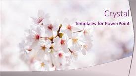  Presentation with cherry blossom - Theme featuring cherry-blossom-petals-in-spring background and a sky blue colored foreground