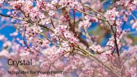  Presentation with sakura - Cool new presentation theme with cherry blossom sakura flowers backdrop and a coral colored foreground