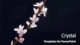  Presentation with cherry blossom - Colorful presentation theme enhanced with cherry-blossom-sakura-isolated-black backdrop and a black colored foreground
