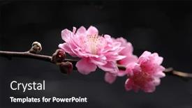  Presentation with sakura - PPT layouts enhanced with cherry blossom sakura on black background and a dark gray colored foreground
