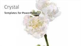  Presentation with cherry blossom - PPT layouts with cherry-blossom-sakura-on-white background and a white colored foreground