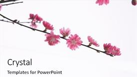  Presentation with bud - Audience pleasing slides consisting of cherry blossom sakura with bud backdrop and a pink colored foreground