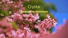  Presentation with cherry blossom - Slides having cherry-blossom-thai-s-sakura background and a tawny brown colored foreground