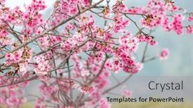  Presentation with bloom - Presentation theme having cherry-blossom-tree-in-full background and a coral colored foreground