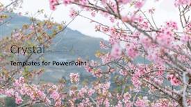  Presentation with bloom - Slide deck with cherry-blossom-tree-in-full background and a light blue colored foreground
