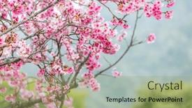  Presentation with cherry blossom - Presentation enhanced with cherry-blossom-tree-in-full background and a mint green colored foreground