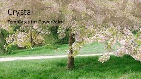  Presentation with tree spring flowers apple flowers - PPT layouts featuring cherry blossom tree in spring background and a coral colored foreground