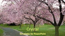  Presentation with cherry blossom - Amazing slides having cherry blossom walk backdrop and a tawny brown colored foreground