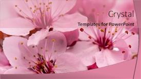  Presentation with cherry blossom - Audience pleasing PPT theme consisting of cherry-blossom-with-soft-focus backdrop and a coral colored foreground