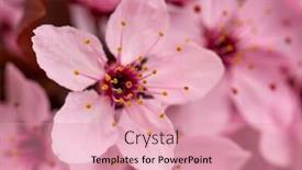  Presentation with cherry blossom - Colorful presentation theme enhanced with cherry-blossom-with-soft-focus backdrop and a coral colored foreground