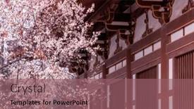  Presentation with cherry blossom - Beautiful PPT layouts featuring cherry-blossom-with-traditional-chinese backdrop and a violet colored foreground