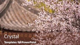  Presentation with cherry blossom - Audience pleasing slide deck consisting of cherry-blossom-with-traditional-chinese backdrop and a tawny brown colored foreground