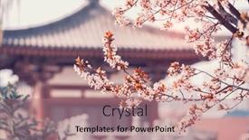  Presentation with cherry blossom - PPT layouts featuring cherry-blossom-with-traditional-chinese background and a coral colored foreground