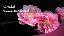  Presentation with cherry blossom - Theme consisting of cherry blossom background and a black colored foreground