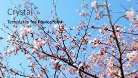  Presentation with cherry blossom - Slide set consisting of cherry blossom background and a light blue colored foreground