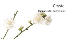  Presentation with cherry blossom - Theme enhanced with cherry blossom background and a white colored foreground