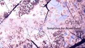  Presentation with bloom - Colorful presentation enhanced with cherry-blossoms-above-in-full backdrop and a lemonade colored foreground