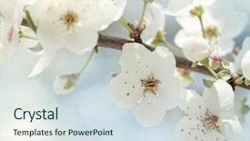  Presentation with gifs falling cherry blossoms - Audience pleasing presentation theme consisting of cherry blossoms against a blue backdrop and a sky blue colored foreground