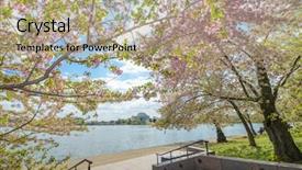  Presentation with cherry blossom - PPT layouts featuring cherry blossoms and jefferson memorial background and a coral colored foreground