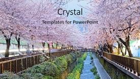  Presentation with korea - Theme enhanced with cherry blossoms at night busan background and a light blue colored foreground