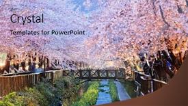  Presentation with japanese cherry blossoms - Amazing PPT layouts having cherry blossoms at night busan backdrop and a light blue colored foreground