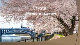  Presentation with kyoto - PPT theme having cherry-blossoms-blooming-in-kyoto background and a coral colored foreground