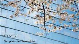  Presentation with skyscraper - Beautiful PPT layouts featuring cherry-blossoms-by-modern-skyscraper backdrop and a light blue colored foreground