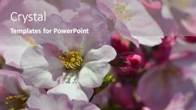  Presentation with cherry blossom - Presentation theme consisting of cherry-blossoms-close-up-cherry background and a gray colored foreground
