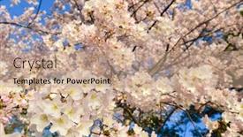  Presentation with cherry blossom - Presentation enhanced with cherry-blossoms-close-up-cherry background and a coral colored foreground