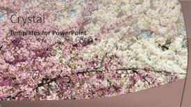  Presentation with cherry blossoms of tokyo - Presentation theme having cherry blossoms during cherry blossom background and a mint green colored foreground