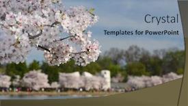 Presentation with cherry blossom - Presentation design featuring cherry-blossoms-during-cherry-blossom background and a light blue colored foreground