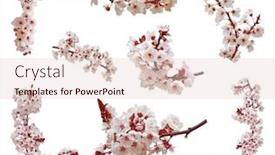  Presentation with japanese cherry blossoms - Slides having cherry-blossoms-flowers-in-blooming background and a lemonade colored foreground