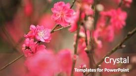 Presentation with chinese new year - Theme enhanced with cherry blossoms for chinese new background and a tawny brown colored foreground